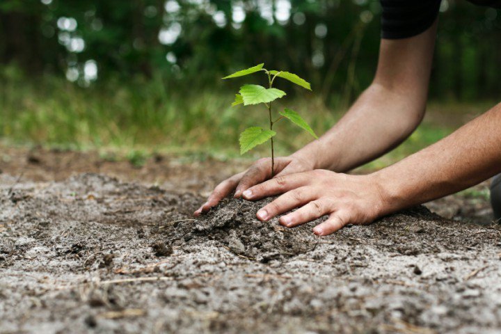 Philippines : Les écoliers obligés de planter 10 arbres pour obtenir leur diplôme